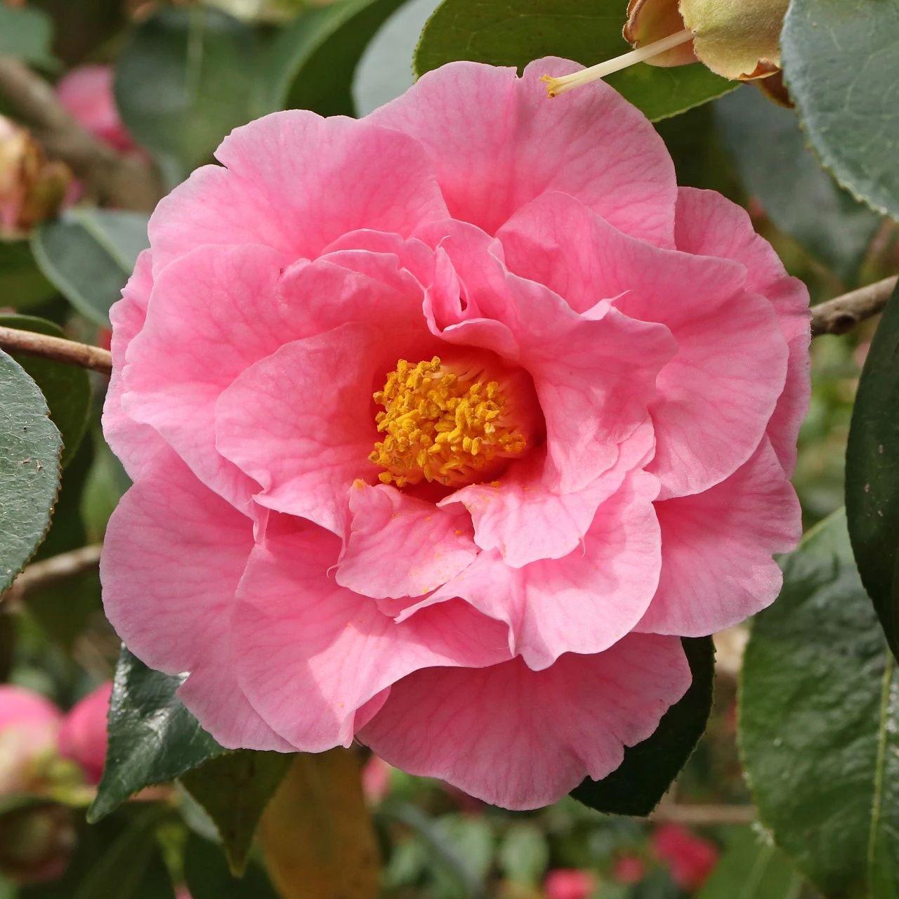 C. 'Lasca Beauty'